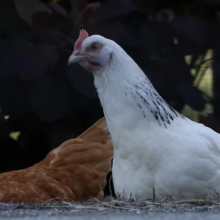 Couette-café D'hôtes Le St Maurice Truinas